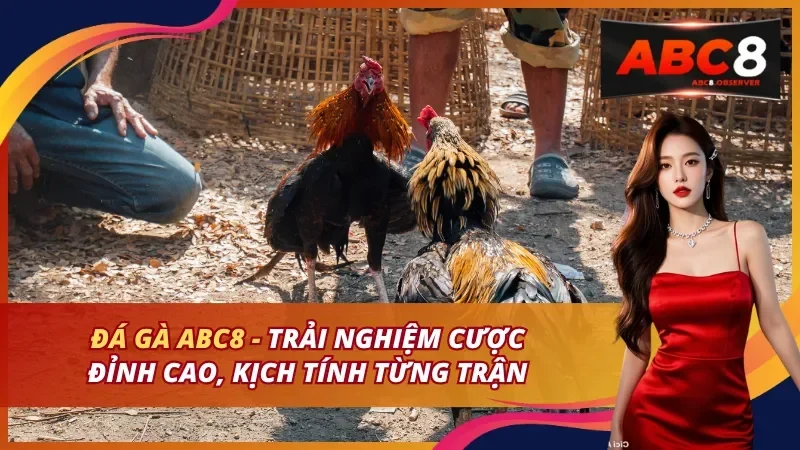 Sảnh đá gà ABC8 phát trực tiếp các trường gà Đông Nam Á
